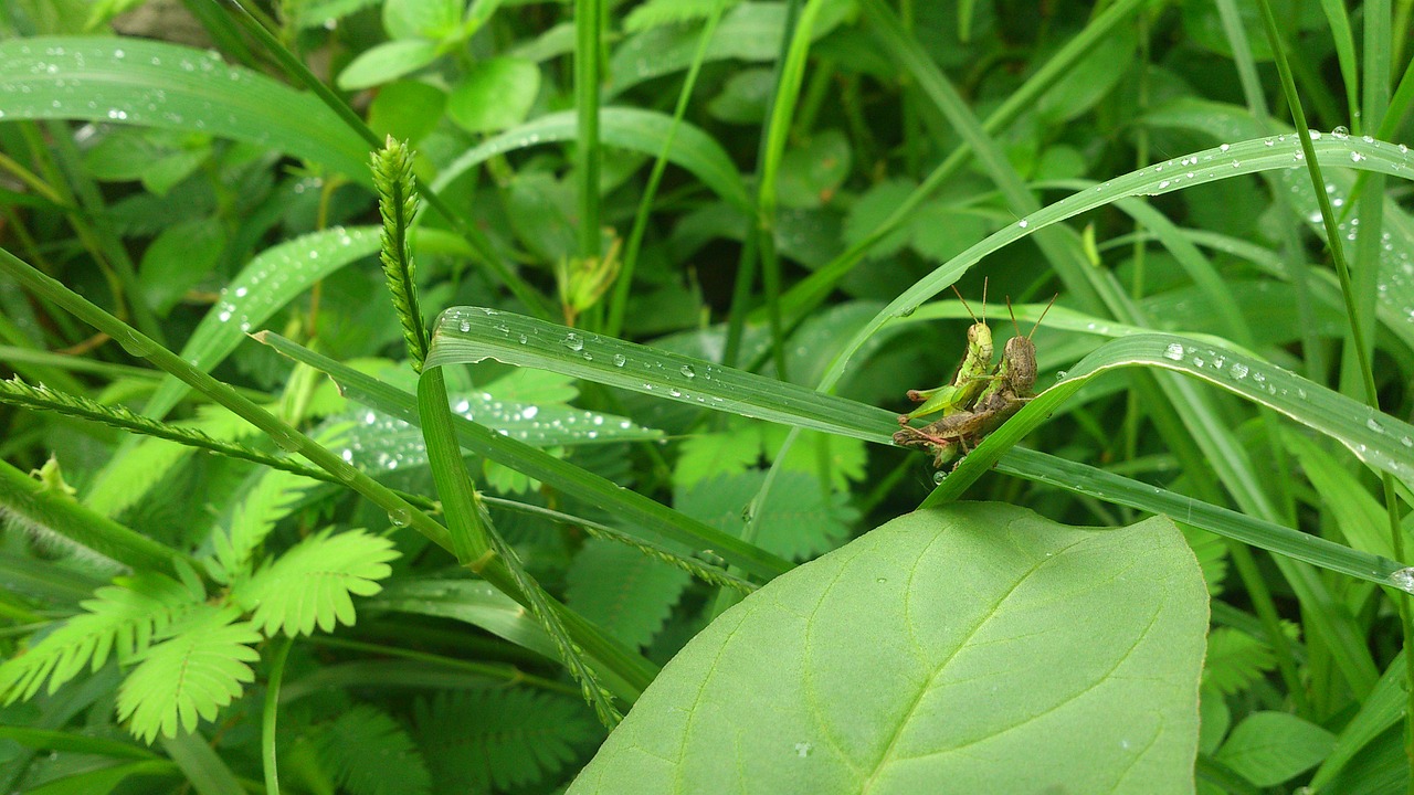 grasshopper insect garden free photo