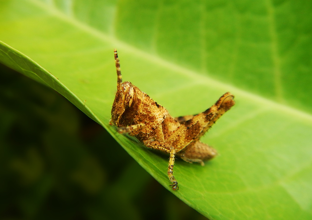 grasshopper  cricket  insect free photo