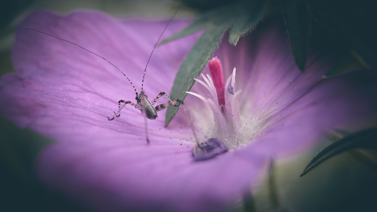 grasshopper  flower  nature free photo