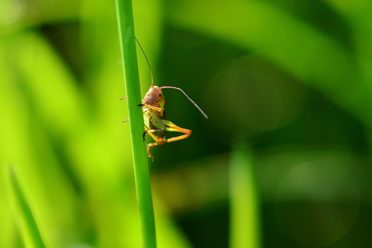 grasshopper  meadow  nature free photo