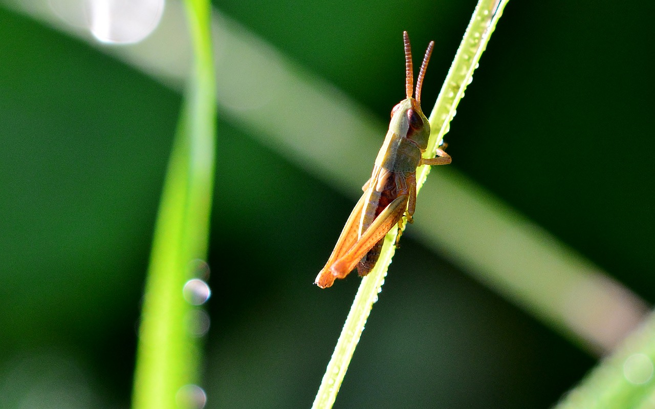 grasshopper  nature  insect free photo