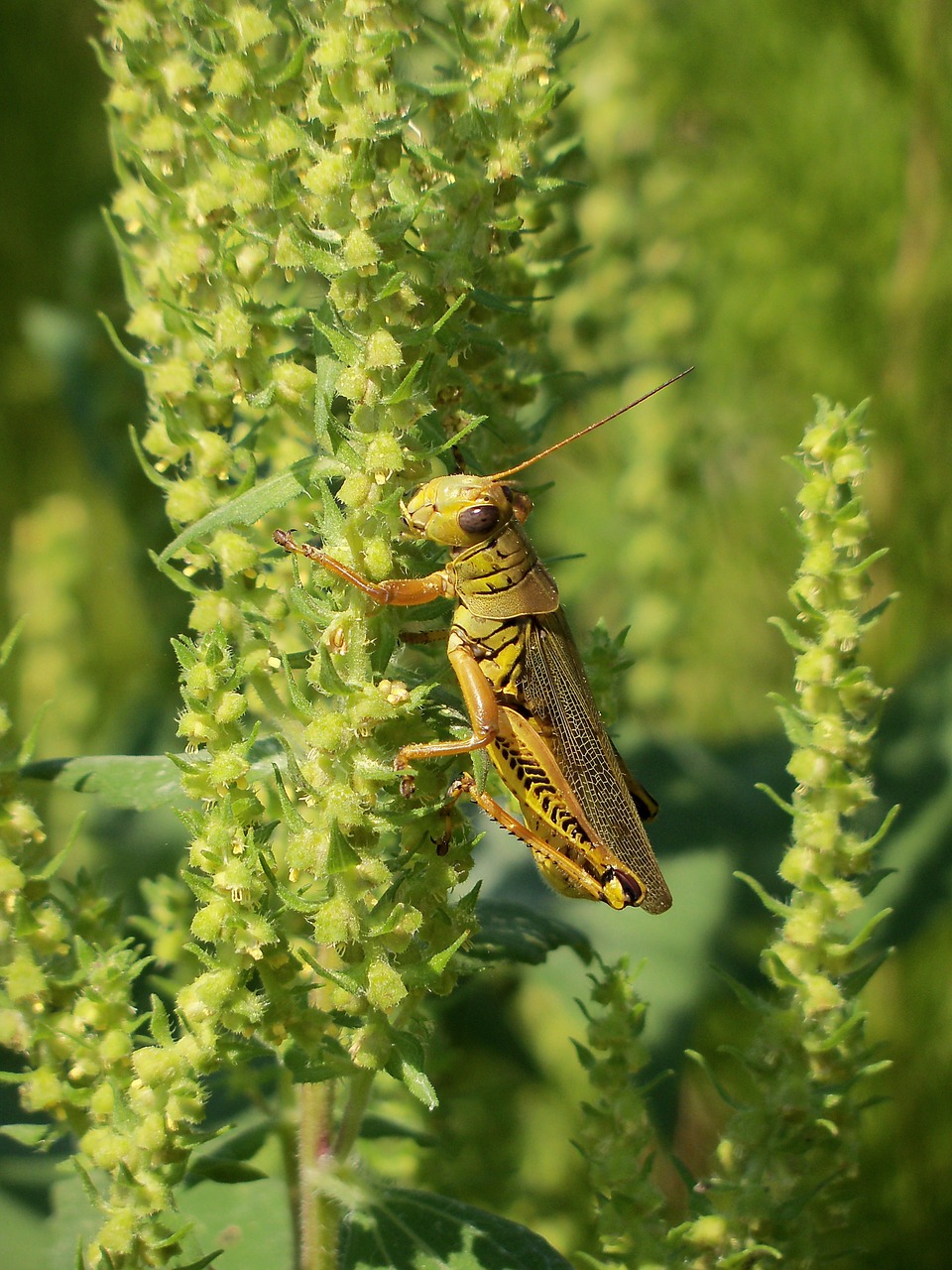 grasshopper butterfly insect free photo