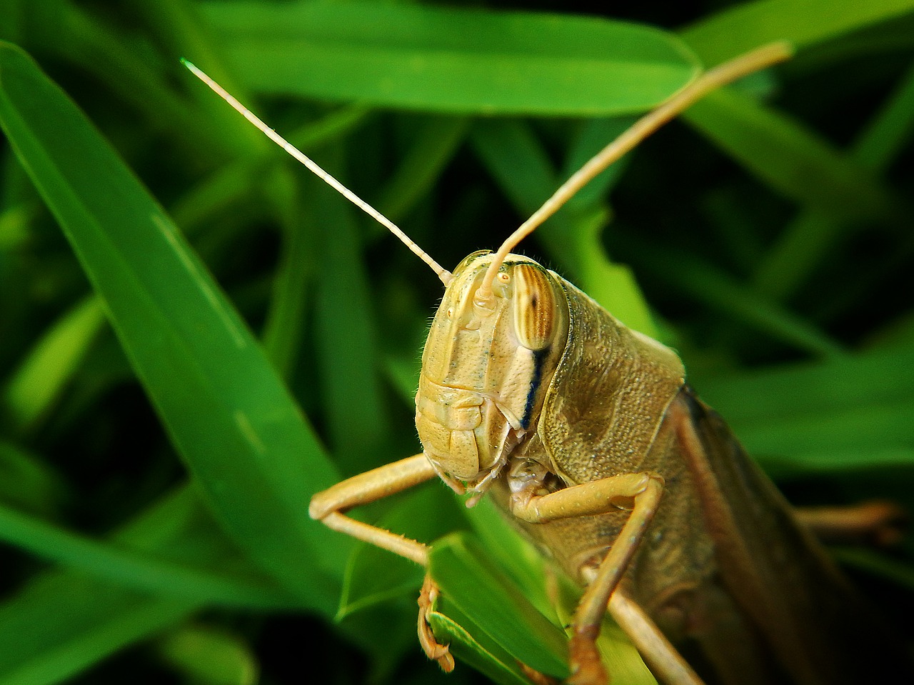 grasshopper  herbivore  garden free photo