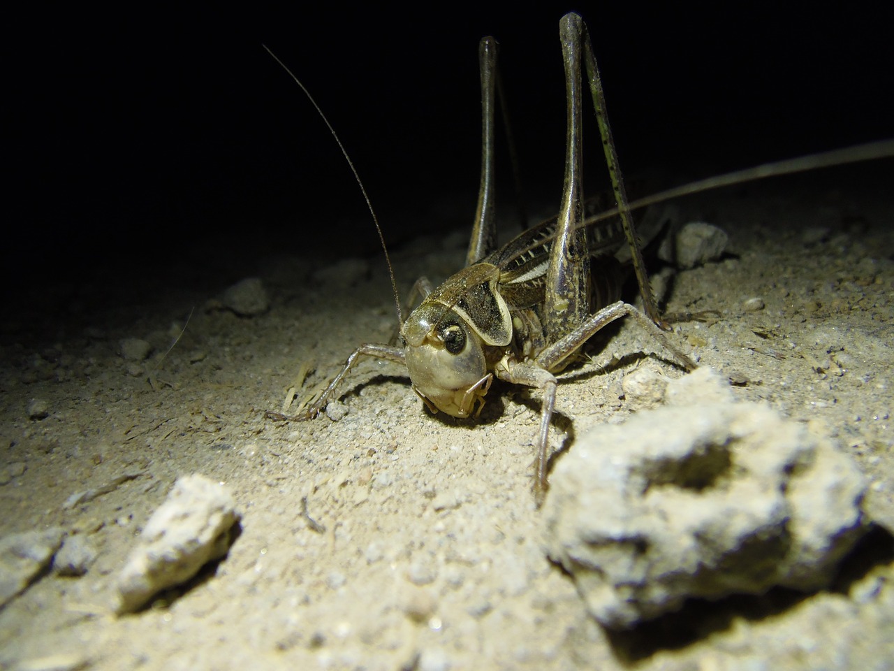 grasshopper insect nature free photo