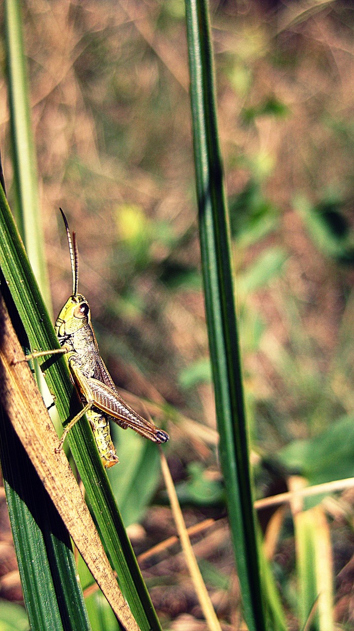 grasshopper nature insect free photo