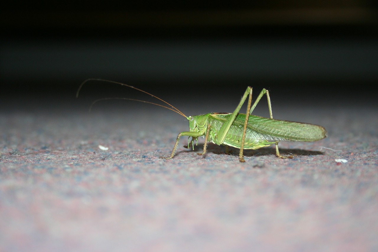 grasshopper insect green free photo