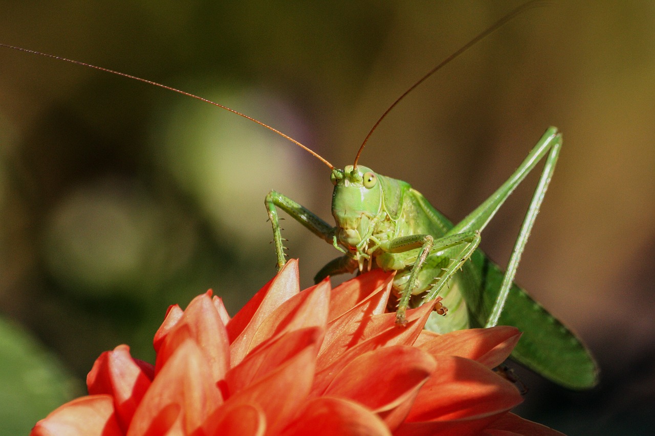 grasshopper nature insect free photo