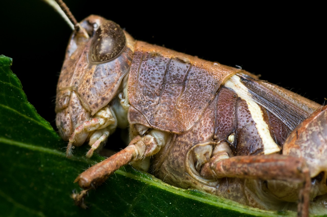 grasshopper macro details free photo