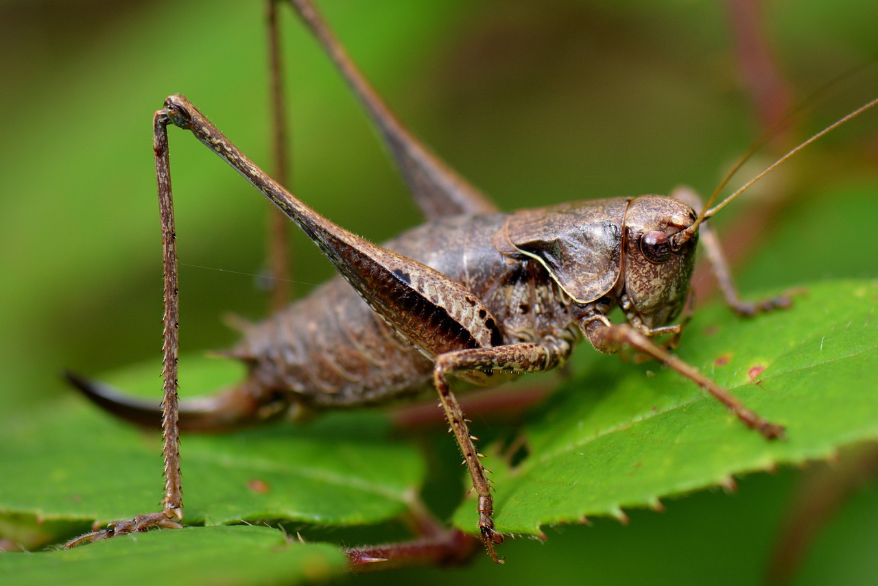 grasshopper nature bug free photo