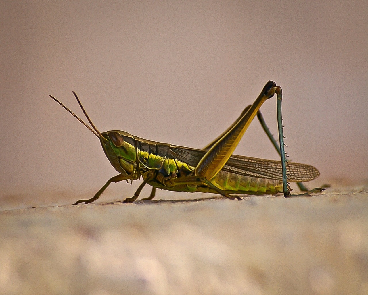 grasshopper insect green free photo