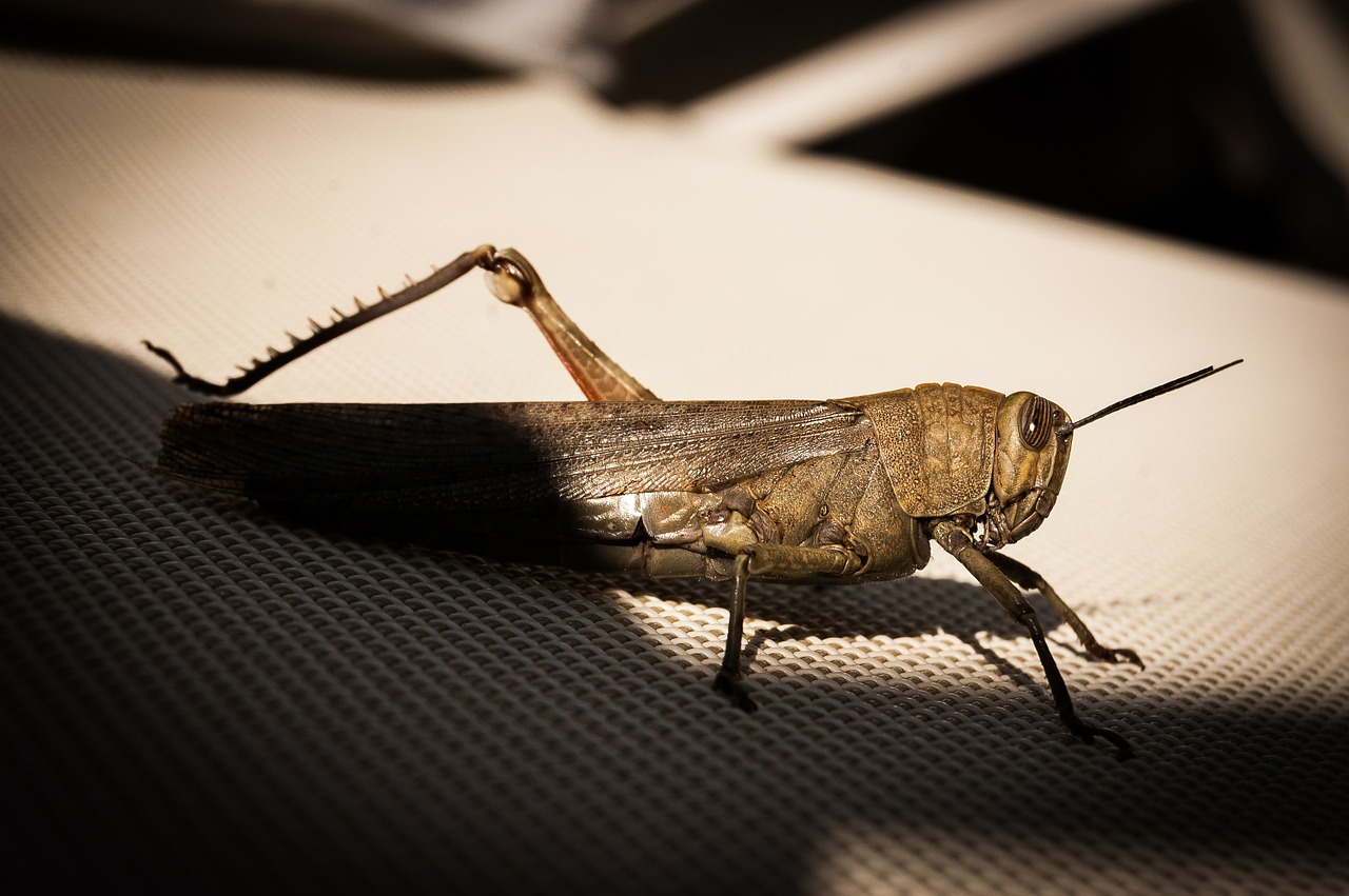 grasshopper cricket insect free photo