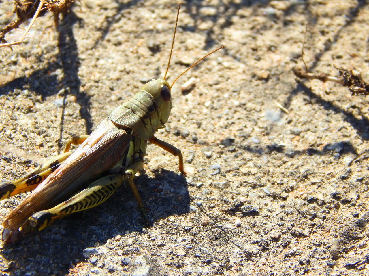 grasshopper green concrete free photo