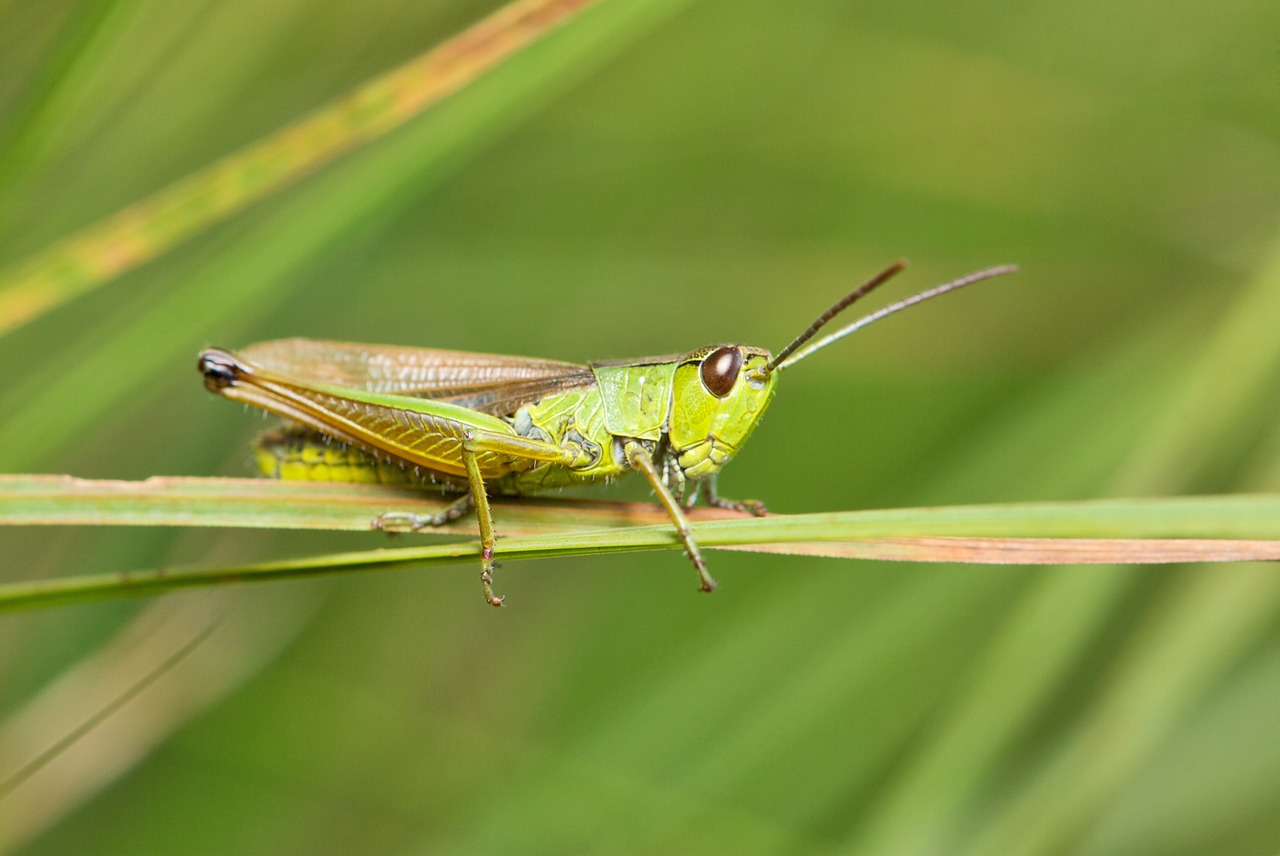 grasshopper meadow common free photo