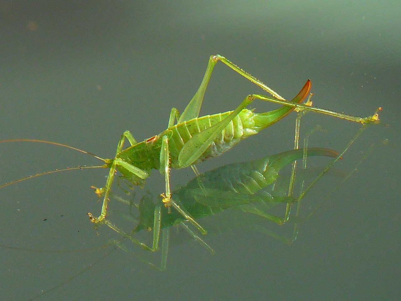 grasshopper green animal free photo