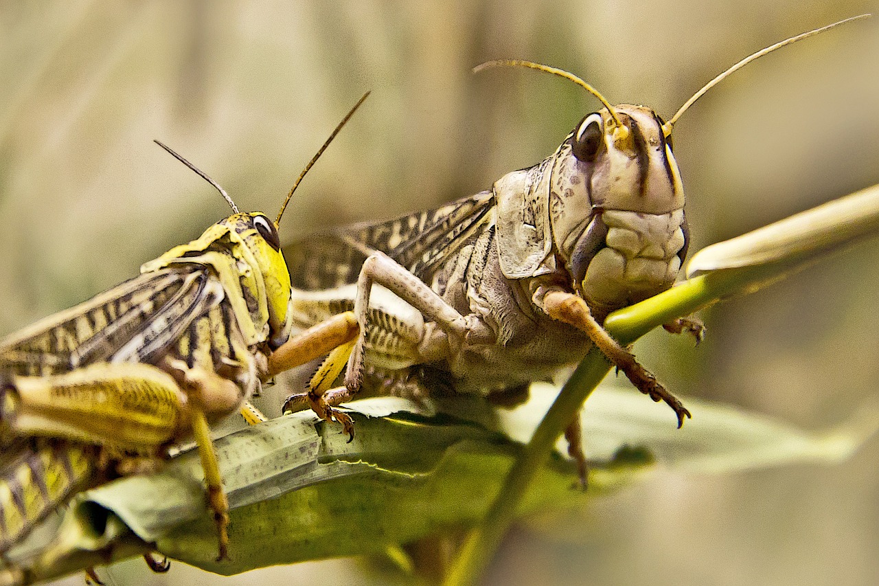 grasshopper insect close free photo