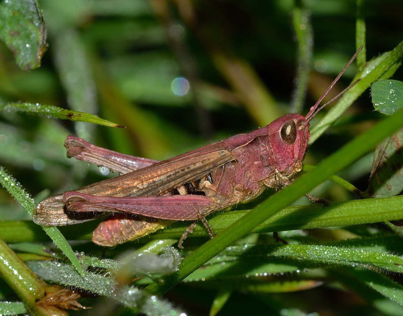 grasshopper orthoptera insects free photo