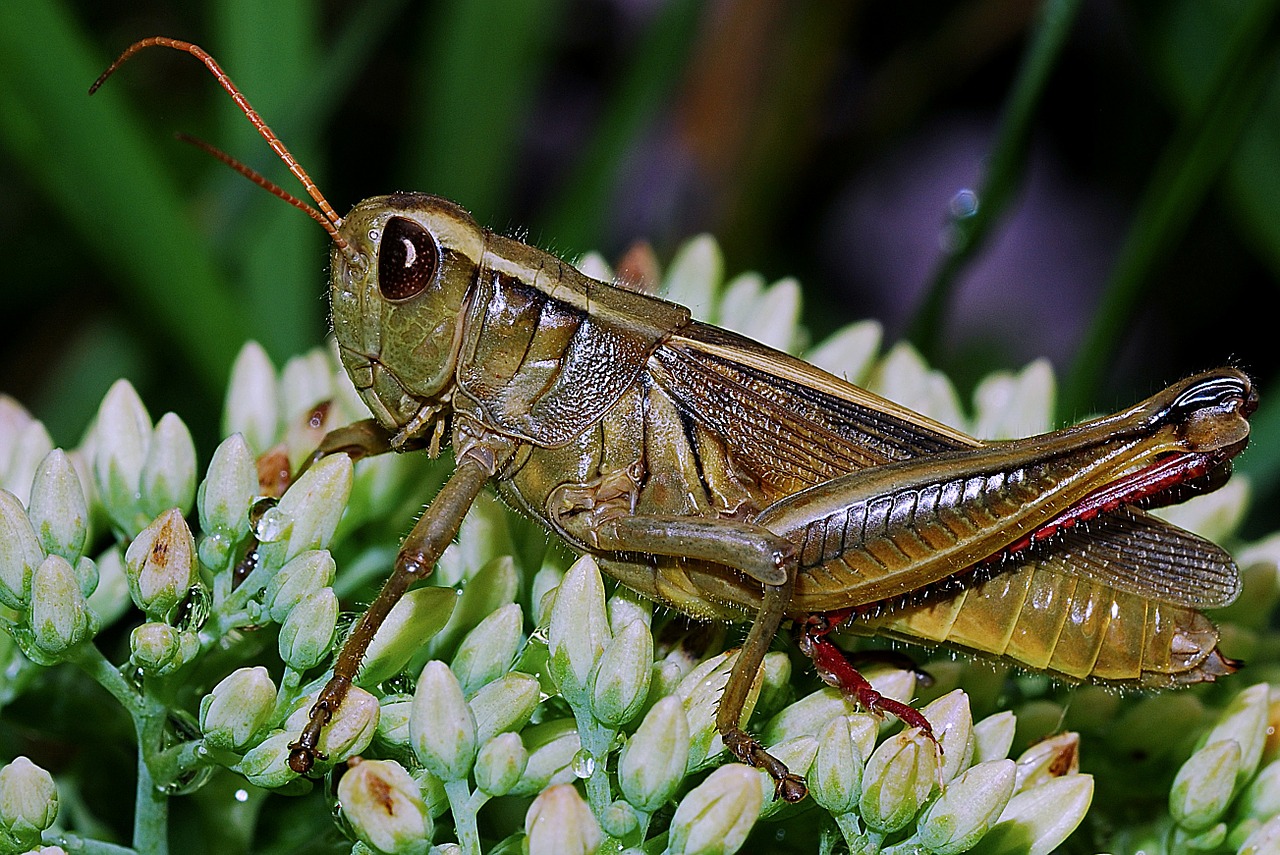 grasshopper macro arthropod free photo
