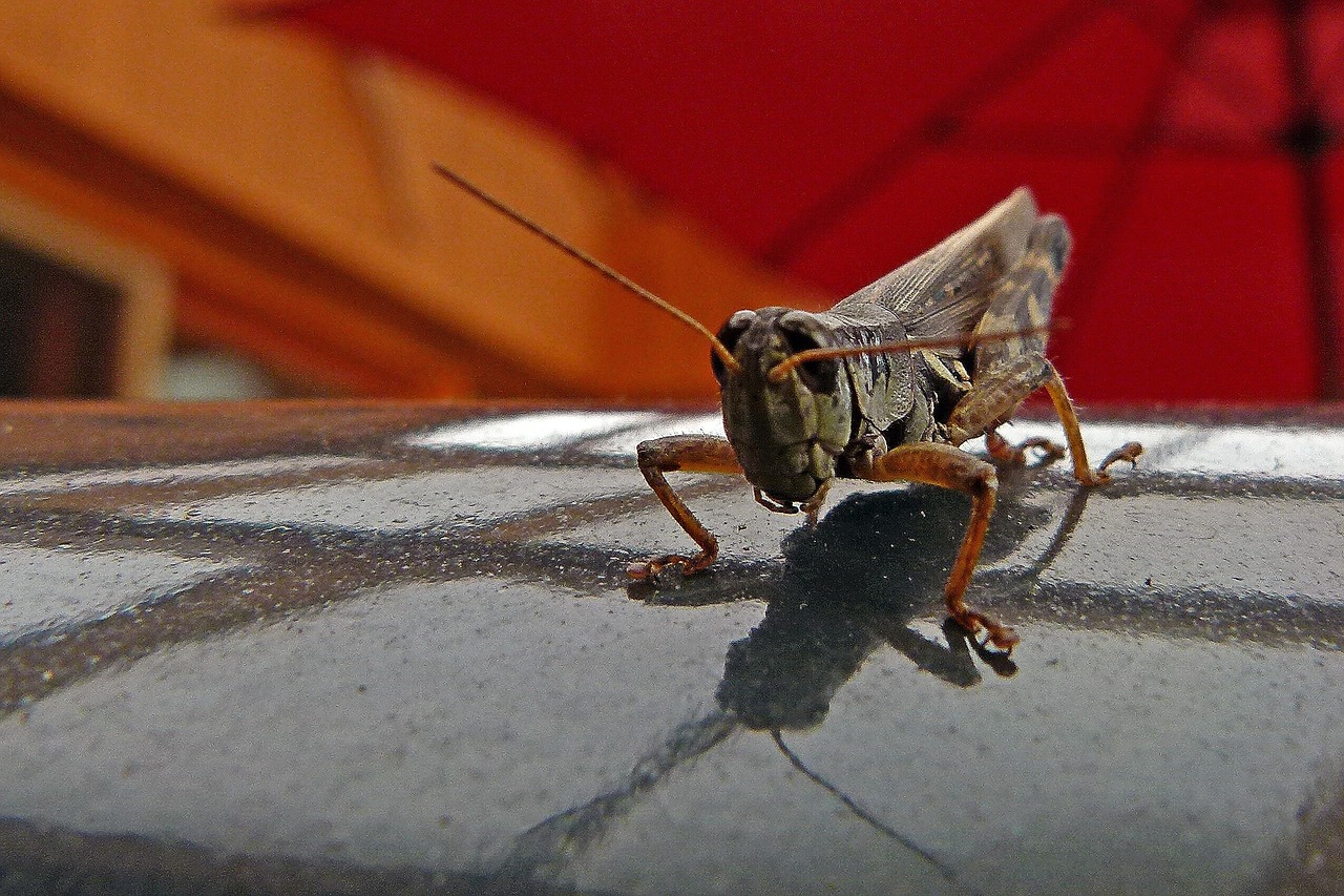grasshopper locust insect free photo