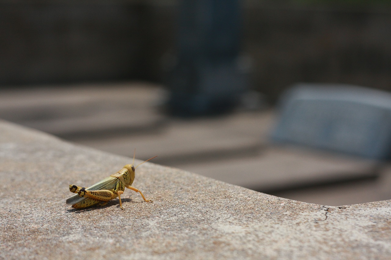 grasshopper bug insect free photo