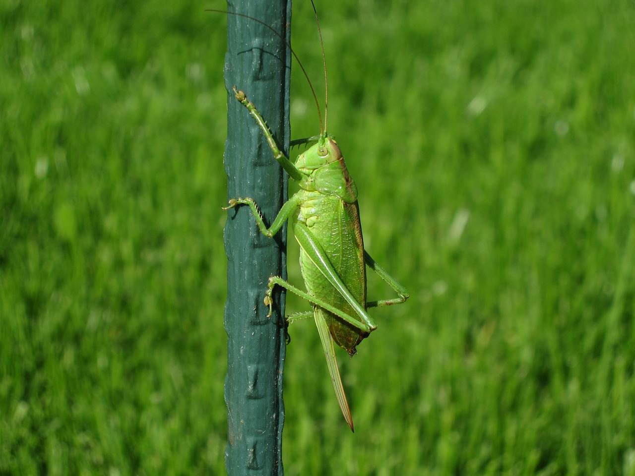 grasshopper nature insect free photo