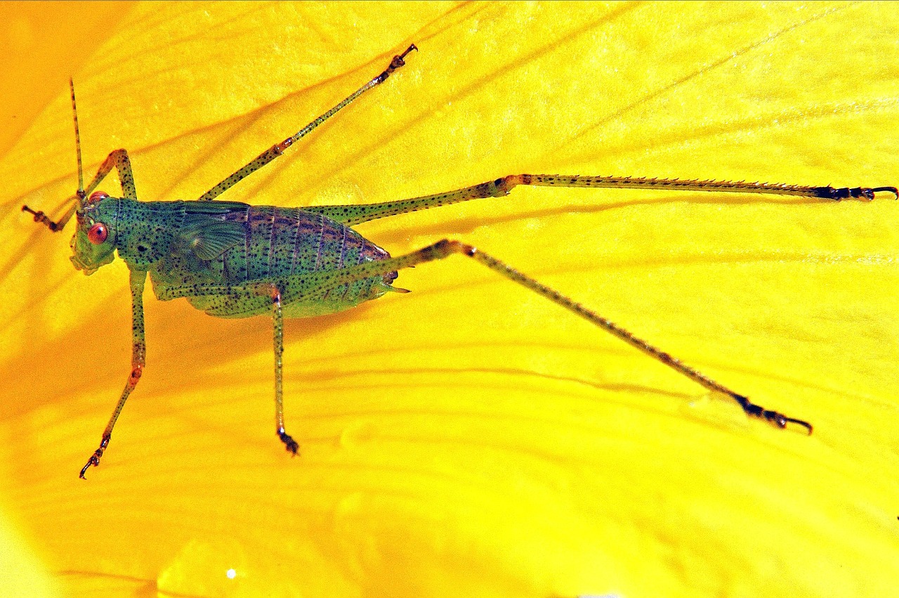 grasshopper yellow insect free photo