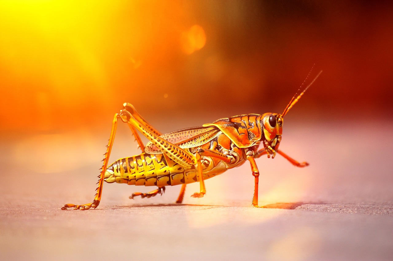 grasshopper animal insect free photo