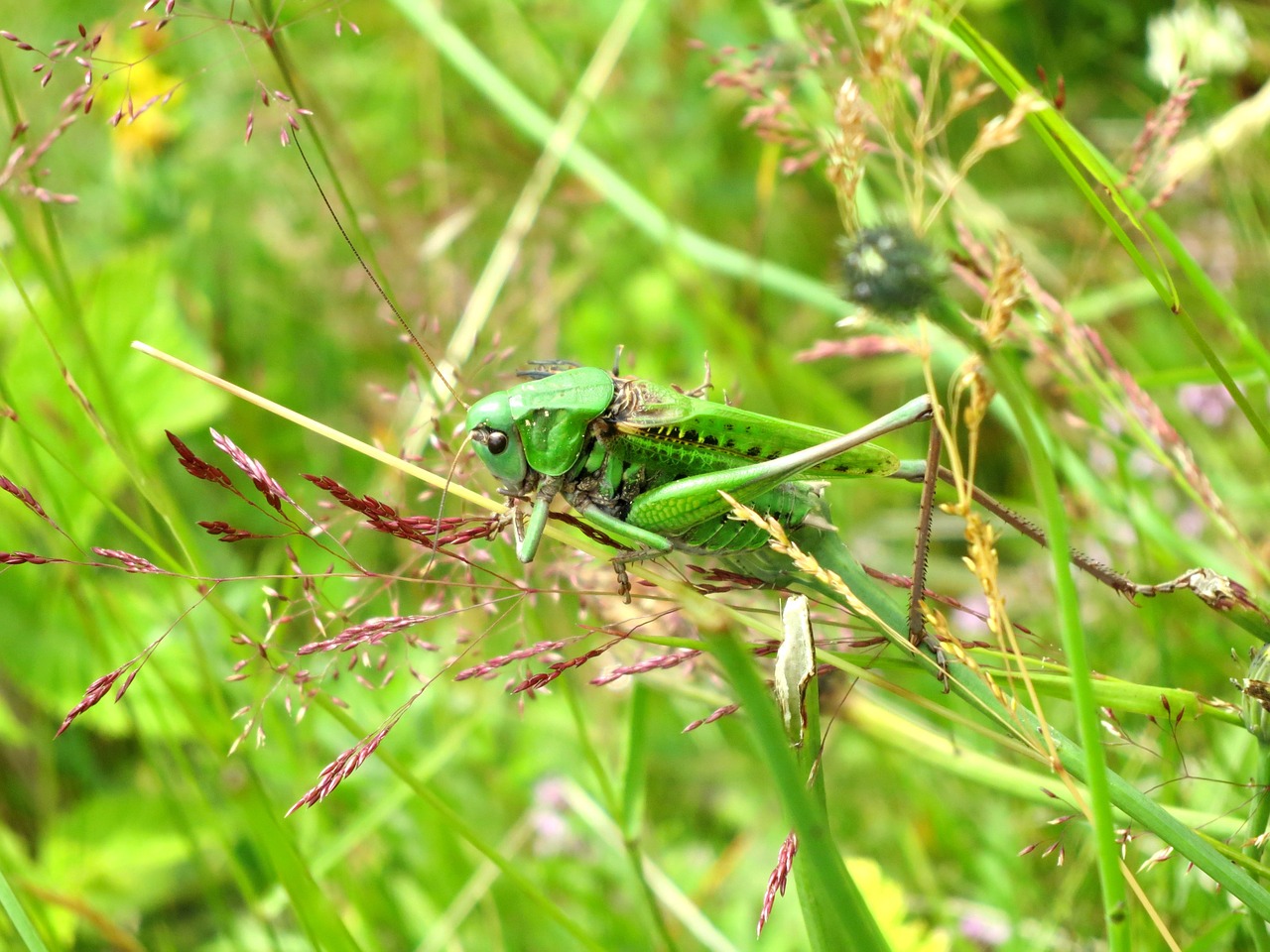 grasshopper green nature free photo