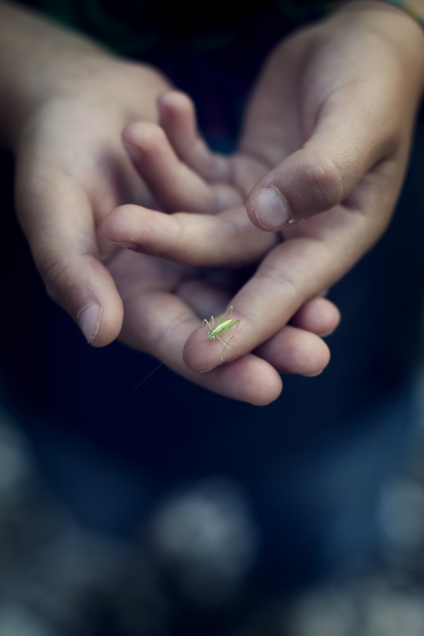 grasshopper green close free photo