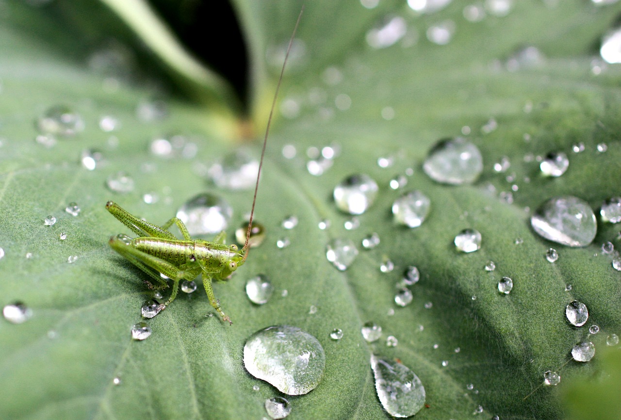 grasshopper leaves green free photo