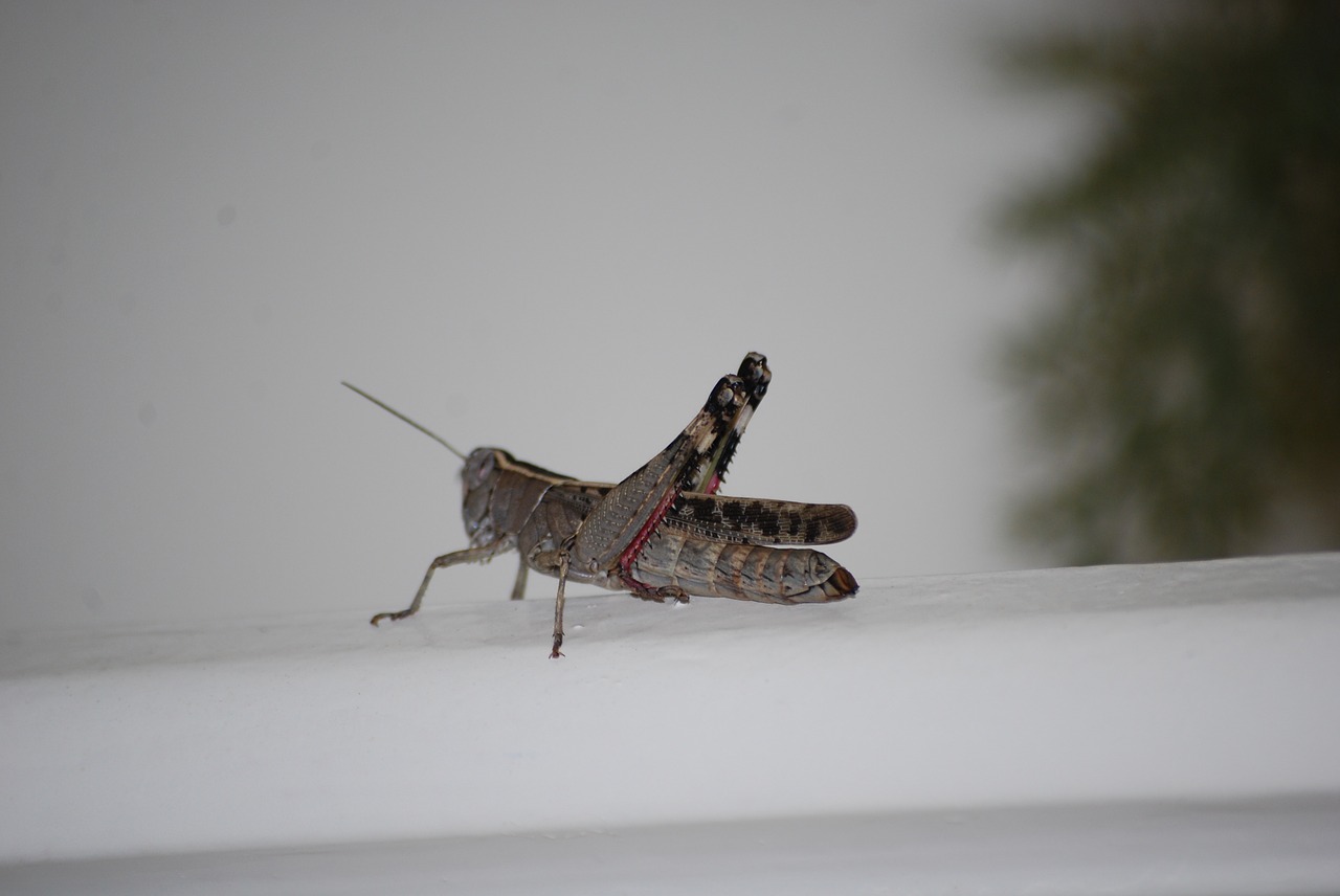 grasshopper insect solitaire free photo