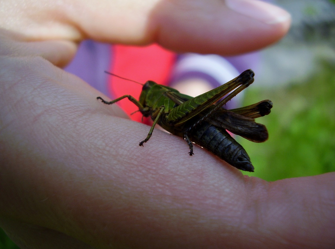 grasshopper grass insect free photo