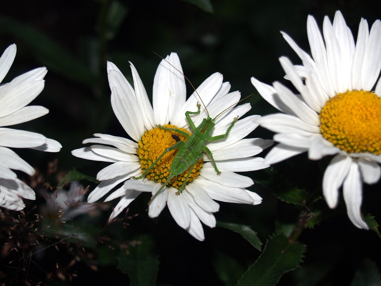 grasshopper insect nature free photo