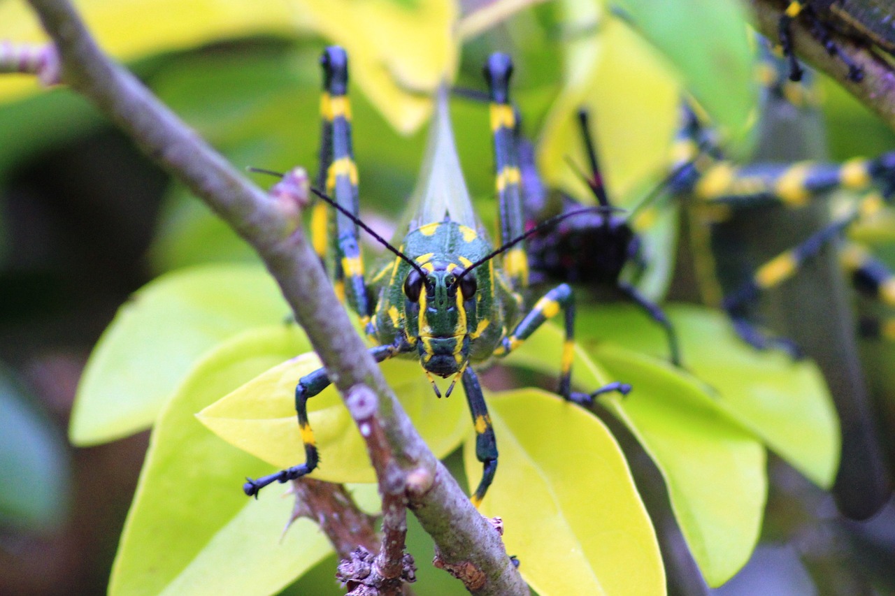 grasshopper insect nature free photo