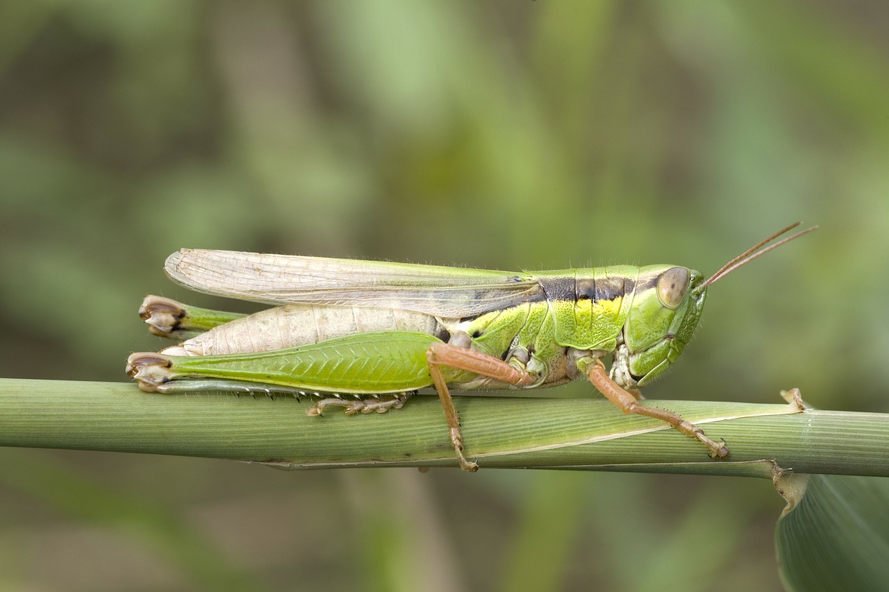 grasshopper migratory locust acrididae free photo