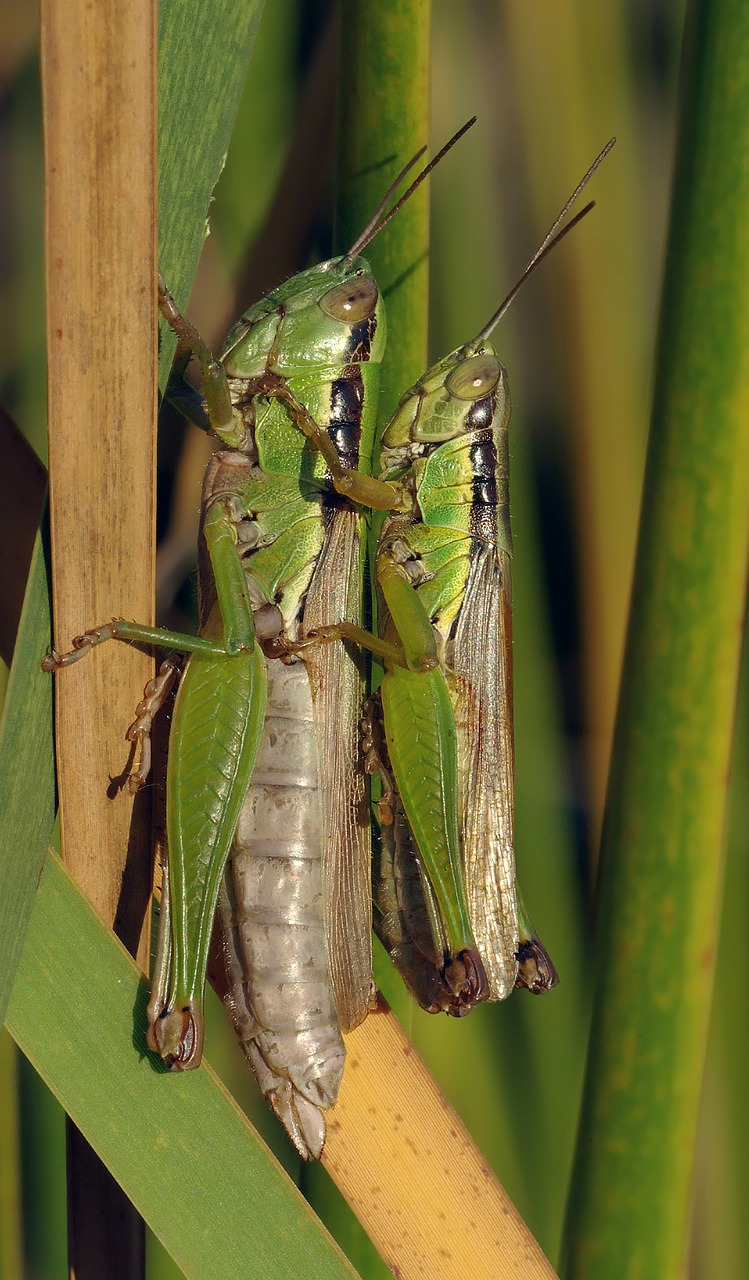 grasshopper pairing migratory locust free photo