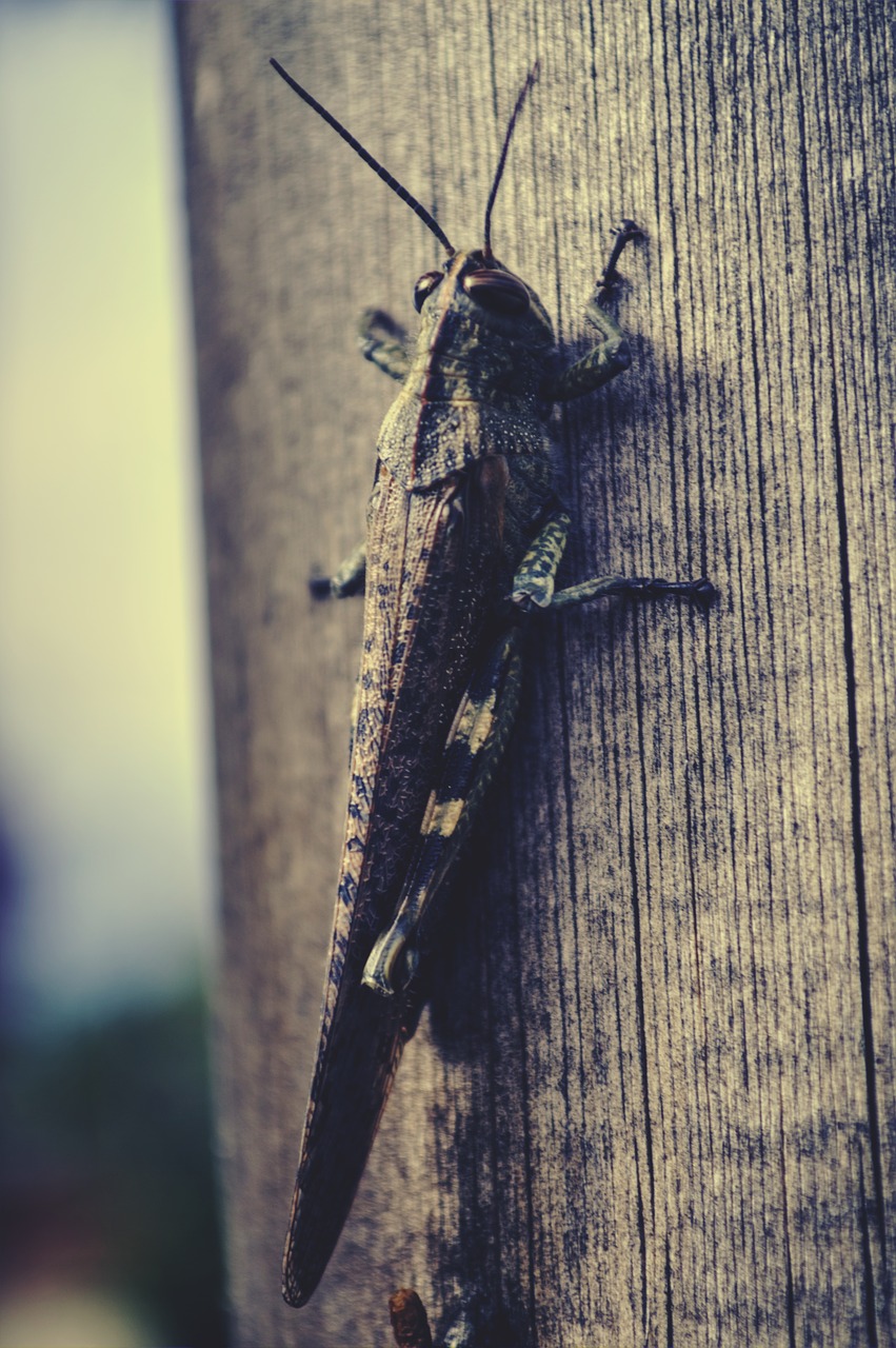 grasshopper animal tree free photo