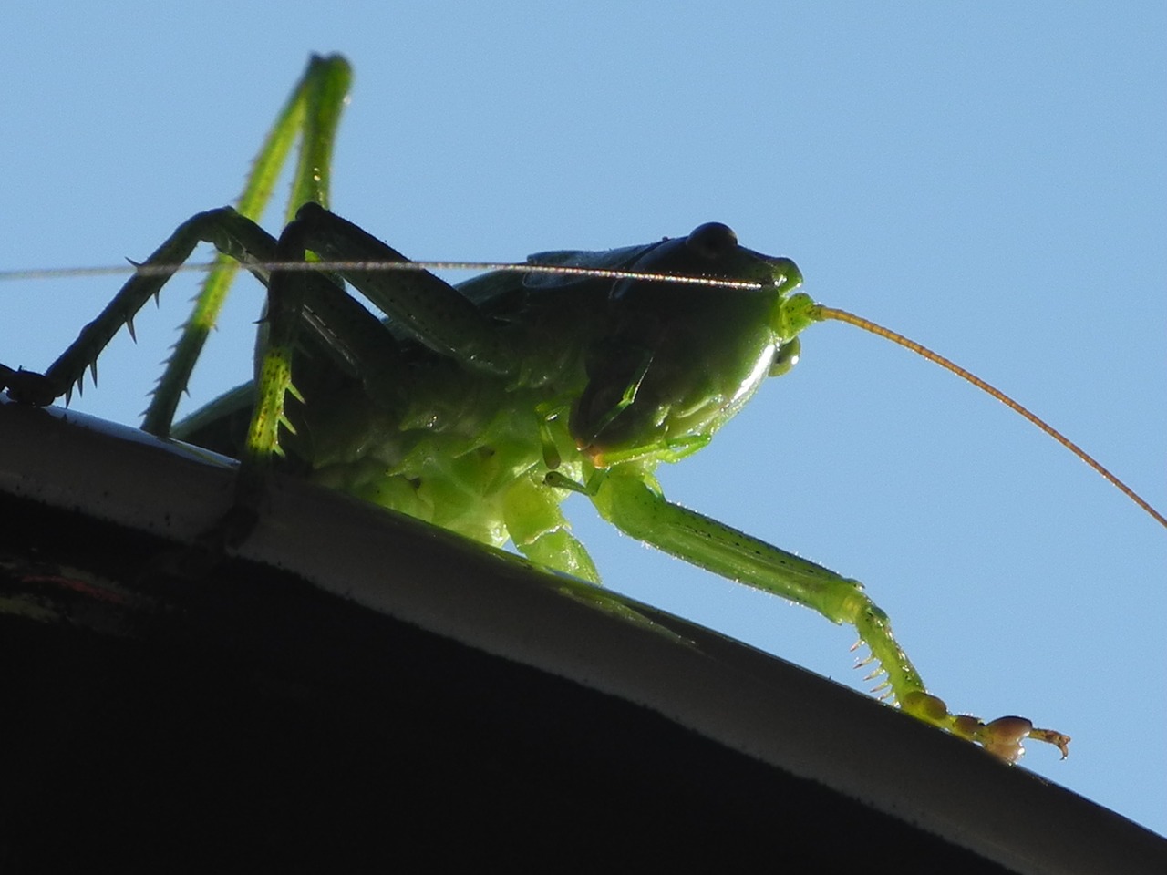 grasshopper green close free photo