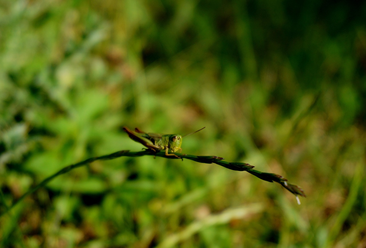 grasshopper green nature free photo