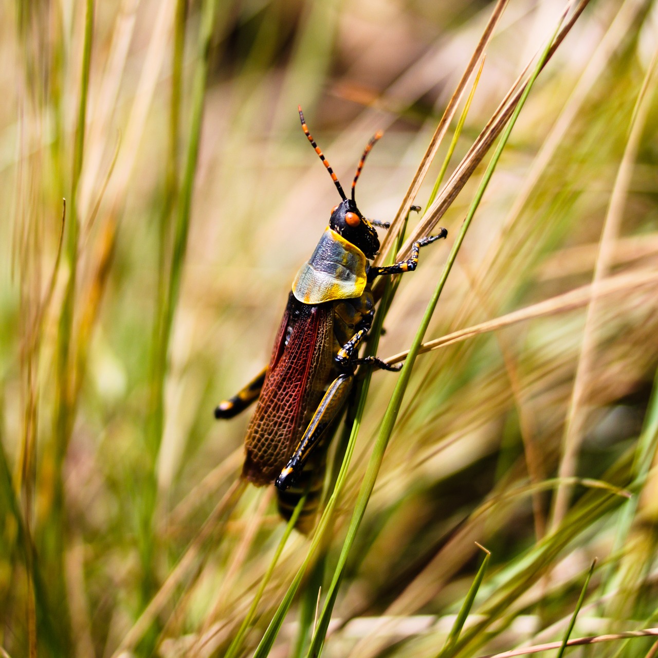 grasshopper burundi insect free photo