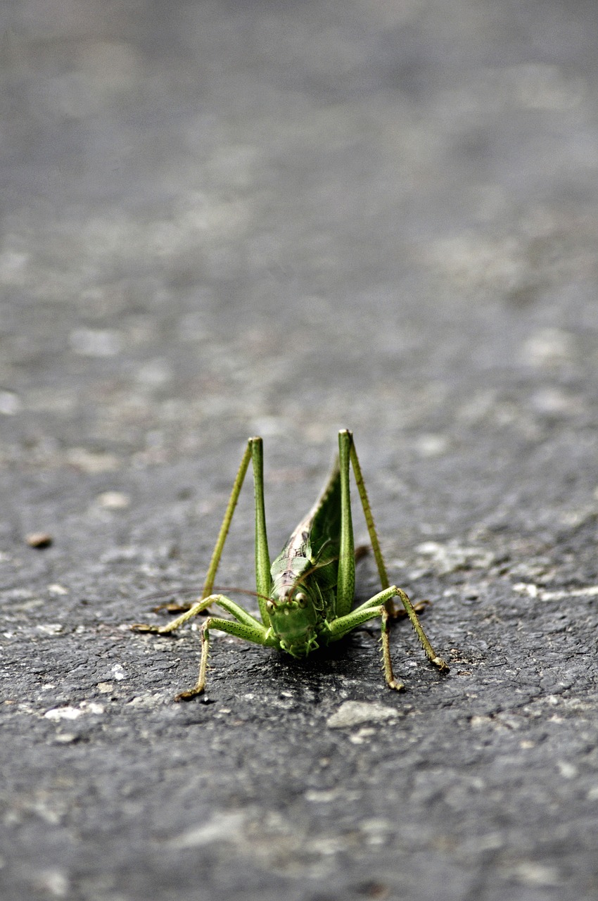 grasshopper insect green free photo