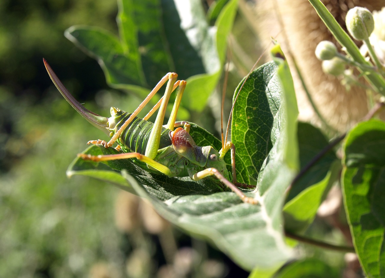 grasshopper nature insect free photo