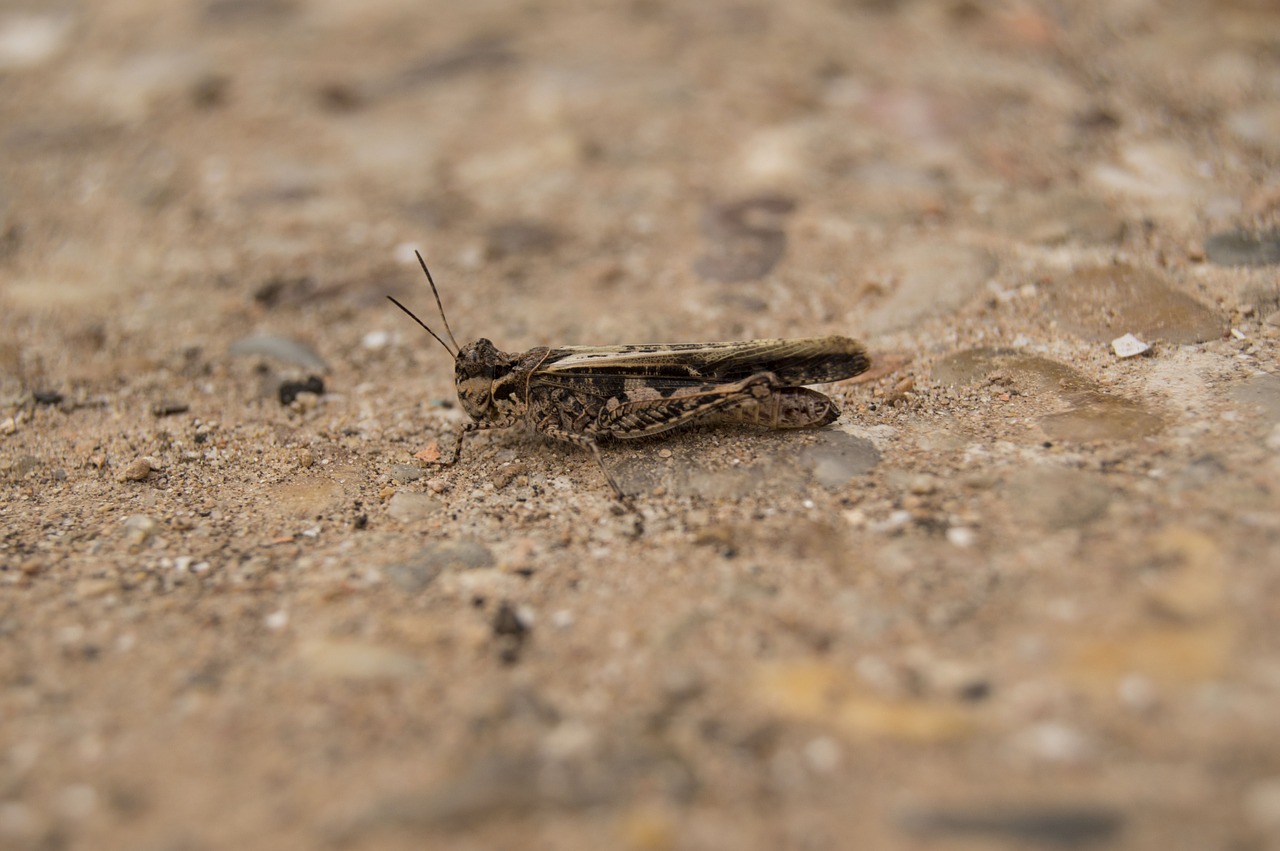 grasshopper soil insect free photo