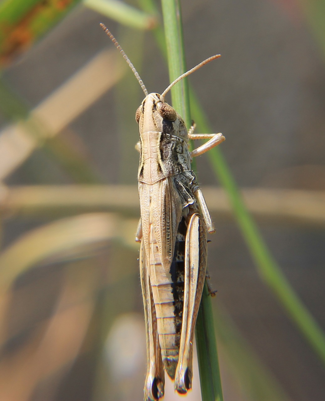 grasshopper insect nature free photo