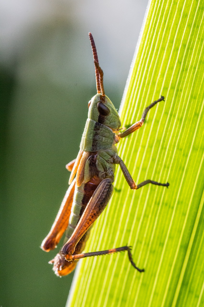 grasshopper close insect free photo