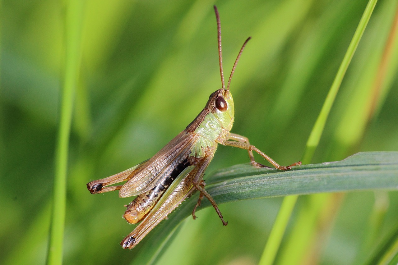 grasshopper insect close free photo