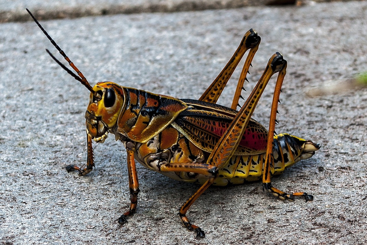 grasshopper insect animal world free photo