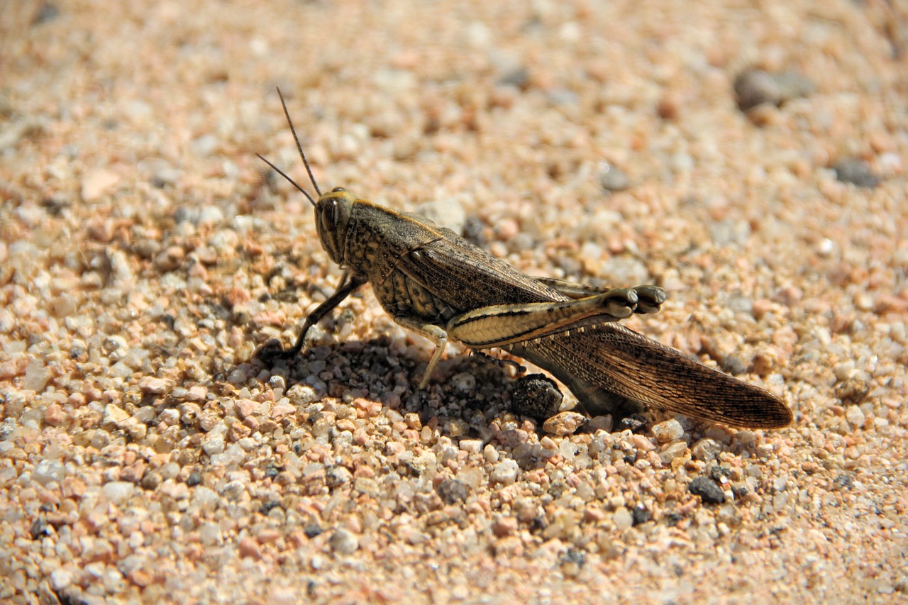 grasshopper sand insect free photo