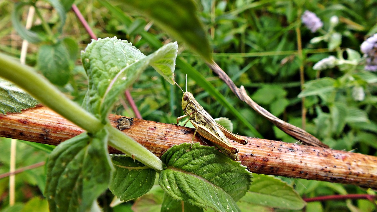 grasshopper szarańczak field free photo