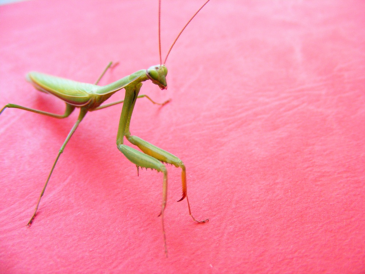 grasshopper green pink background free photo