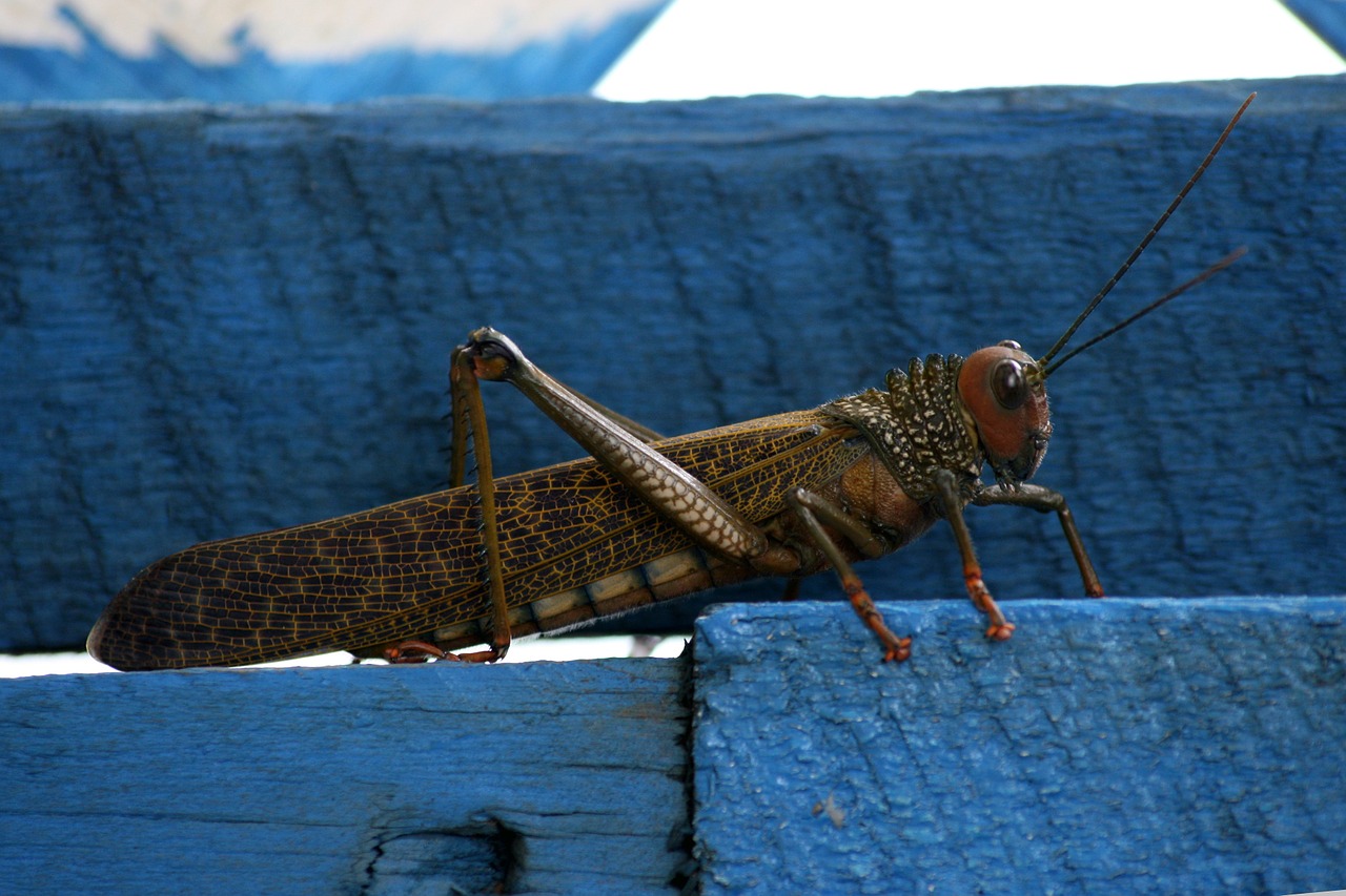 grasshopper blue bug free photo